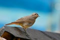 Bird Redstart Royalty Free Stock Photo