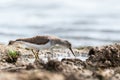 Bird Common sandpiper Actitis hypoleucos