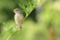 Bird Common Tailorbird Orthotomus sutorius