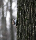 Bird Common Treecreeper at tree climbing up