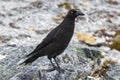 Found in the alpine regions of Tasmania, Australia