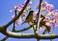 Bird Conopias trivirgatus on the tree trunk with pink flowers and blue sky in the background Royalty Free Stock Photo