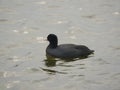 Bird coot on water