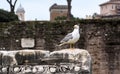 Bird is a cormorant sitting on stream stone of the ancient ruins in Rome