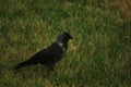 Black bird - jackdaw walking on the lawn.