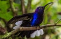 Hummingbird in Costa Rica