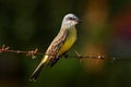 Bird of Costa Rica. Tropical Kingbird, Tyrannus melancholicus, exotic yellod grey bird form Cano Negro Reserve. Grey yellow bird Royalty Free Stock Photo