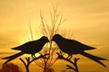 Bird couple on tree in sunrise background