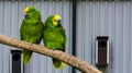 Bird couple, two green amazon parrots close together on a branch, one yellow crowned and one blue fronted amazon, tropical birds Royalty Free Stock Photo