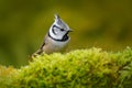 Bird with crest, Czech Republic Bird in the nature green moss habitat. Wildlife Europe, songbird. Crested Tit sitting, Songbird on