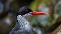 A bird with a crimson beak and dark cranium Royalty Free Stock Photo