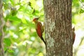 Bird (Crimson-winged Woodpecker) nesting on tree