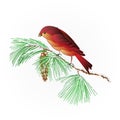 Bird Crossbill on a snowy pine branch vector