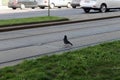 Bird crossing tram railway in street