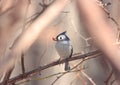 Tufted titmouse