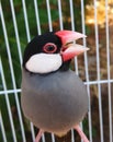 A Bird with cute red nose