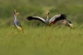 Bird dance. Crane love. Grey crowned crane, bird love, Balearica regulorum, with dark background. Bird head with gold crest in