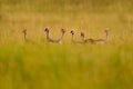 Bird dance. Crane love. Grey crowned crane, bird love, Balearica regulorum, with dark background. Bird head with gold crest in