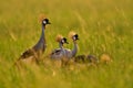 Bird dance. Crane love. Grey crowned crane, bird love, Balearica regulorum, with dark background. Bird head with gold crest in