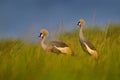 Bird dance. Crane love. Grey crowned crane, bird love, Balearica regulorum, with dark background. Bird head with gold crest in