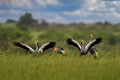 Bird dance, Crane love. Grey crowned crane, bird love, Balearica regulorum, with sky background. Bird head with gold crest in