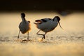 Bird dance in sunrise, lake water. Pied Avocet, Recurvirostra avosetta, black and white bird in the water, France. Wildlife scene