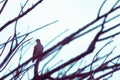 A Bird on a Dead Branch