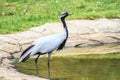 Bird demoiselle crane (Anthropoides virgo) Royalty Free Stock Photo