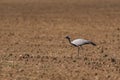 Bird Demoiselle Crane Anthropoides virgo, in the wild Royalty Free Stock Photo