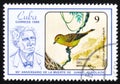 Bird Dendroica petechia guundlachi Canary of the mangrove, The 90th Anniversary of the Death of Juan C. Gundlach, circa 1986