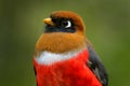 Bird detail red portrait. Masked Trogon, Trogon personatus red and brown bird in the nature habitat, San Isidro, Ecuador. Red