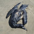 Bird died by oil industry