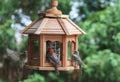 Bird dinner table-finches