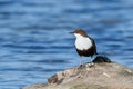 Bird Dipper sitting on the driftwood Royalty Free Stock Photo