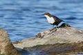 Bird Dipper sitting on the driftwood Royalty Free Stock Photo