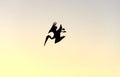 Bird Diving Pelican Silhouette Isolated Royalty Free Stock Photo
