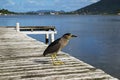 Bird on Dock