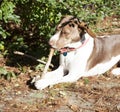 Bird Dog Chewing Stick Royalty Free Stock Photo