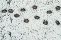 Bird and dog tracks on snowy ground. The view from the top Royalty Free Stock Photo