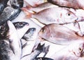 Bird dorado fish on ice background on the market, closup of fresh marine products, useful dietary sea food in restaurant, isolated