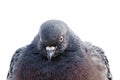 Pigeon isolated on a white background