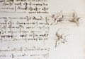 Bird, dove, mechanism of flight in the vintage book Manuscripts of Leonardo da Vinci, Codex on the Flight of Birds by T.