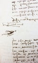 Bird, dove, mechanism of flight in the vintage book Manuscripts of Leonardo da Vinci, Codex on the Flight of Birds by T.