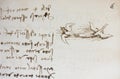 Bird, dove, mechanism of flight in the vintage book Manuscripts of Leonardo da Vinci, Codex on the Flight of Birds by T.