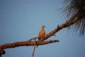 Bird - Dove Out on a limb Royalty Free Stock Photo