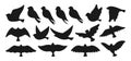 Bird dove silhouette shape trendy fowl sparrow dove pigeon figure simple contour songbird collection