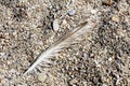 Bird down macro on beach stones background fine art in high quality prints products Canon 5DS - 50,6 Megapixels
