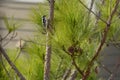 Bird, Downy Woodpecker on the pine tree branch. Royalty Free Stock Photo