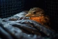 bird dozing off in a cage covered with a dark blanket