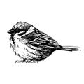 A bird drawn with a feather. Realistic style